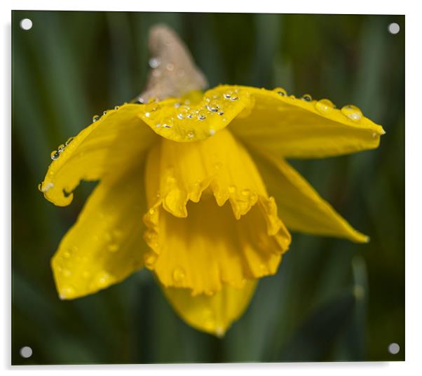 Daffodil And rain Drops Acrylic by Clive Eariss