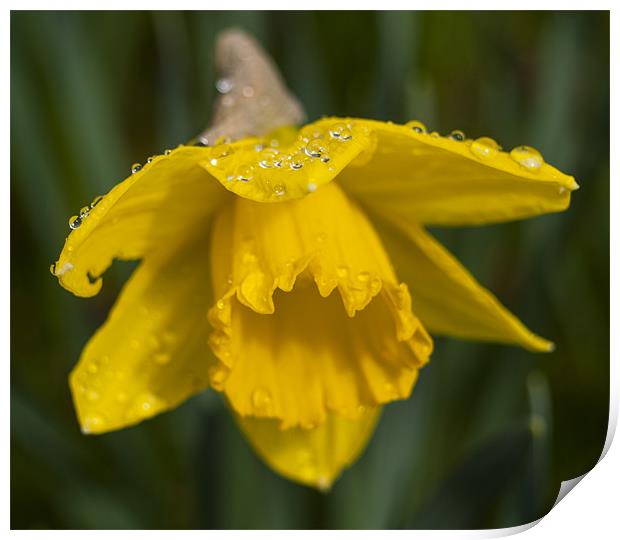 Daffodil And rain Drops Print by Clive Eariss
