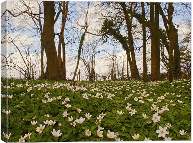 Spring  Wood Anemones Canvas Print by Dawn Cox