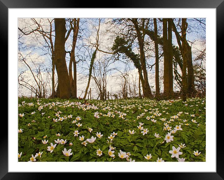Spring  Wood Anemones Framed Mounted Print by Dawn Cox