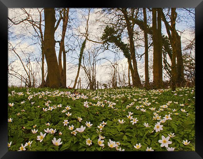 Spring  Wood Anemones Framed Print by Dawn Cox
