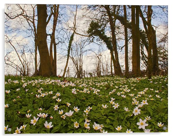 Spring  Wood Anemones Acrylic by Dawn Cox