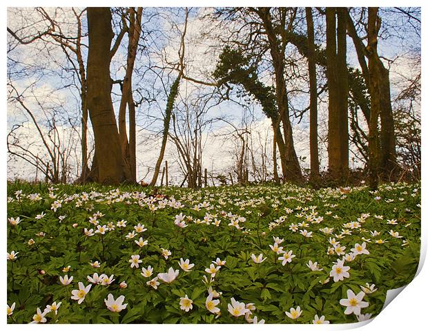 Spring  Wood Anemones Print by Dawn Cox