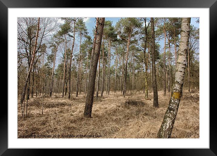 cant see the forest for the trees Framed Mounted Print by Jo Beerens