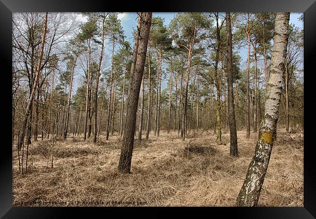 cant see the forest for the trees Framed Print by Jo Beerens