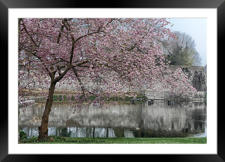 tree blossom Framed Mounted Print by Jo Beerens