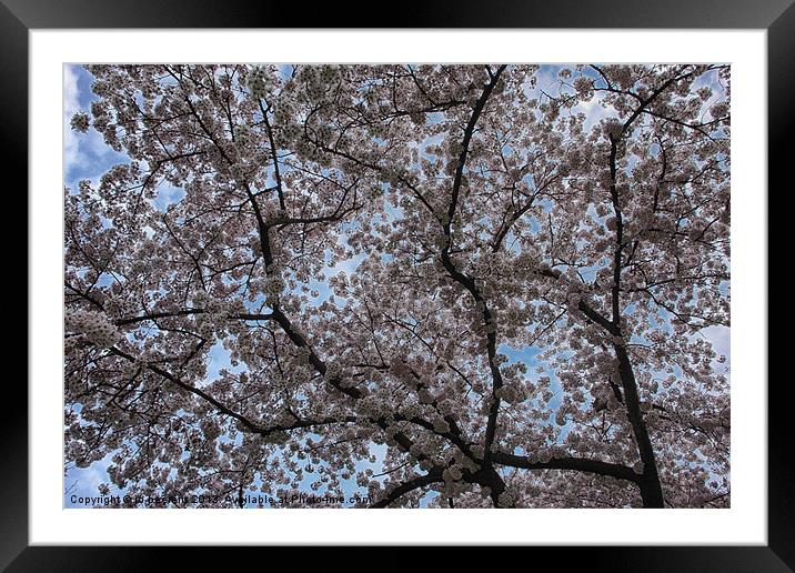 blossom Framed Mounted Print by Jo Beerens