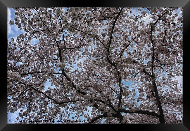 blossom Framed Print by Jo Beerens