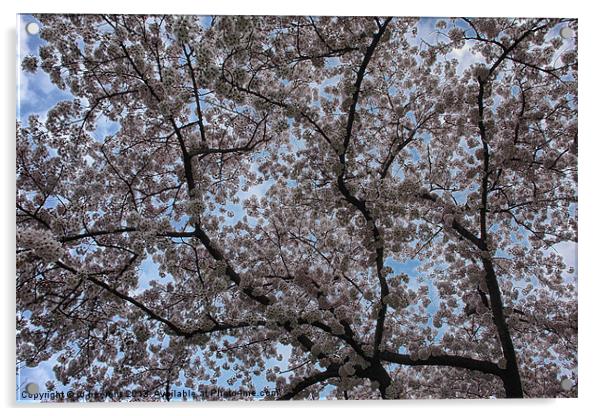 blossom Acrylic by Jo Beerens