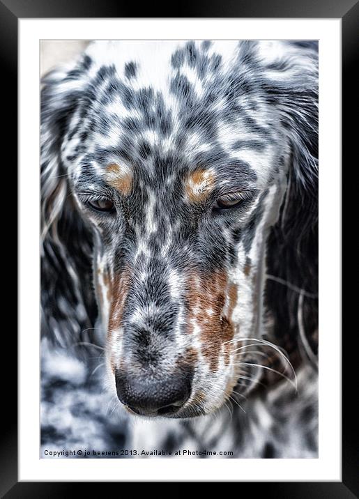 english setter Framed Mounted Print by Jo Beerens