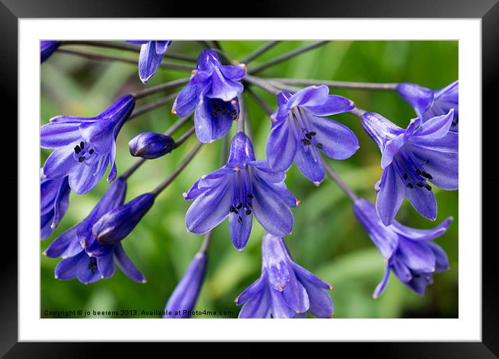 agapanthus Framed Mounted Print by Jo Beerens