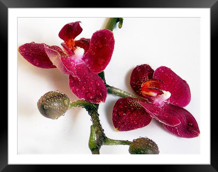 1224-beauty orchid Framed Mounted Print by elvira ladocki