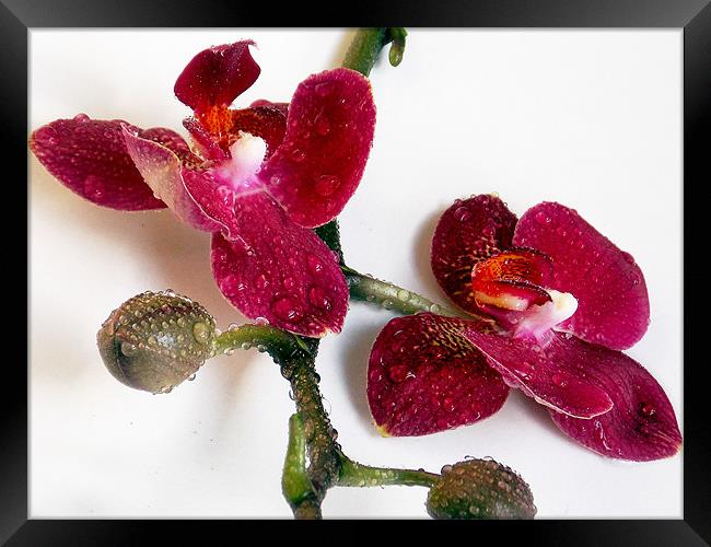 1224-beauty orchid Framed Print by elvira ladocki