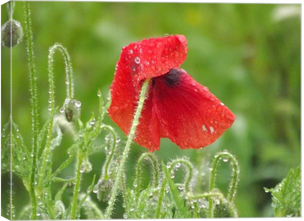 poppy in the morning dew Canvas Print by Adam Carr