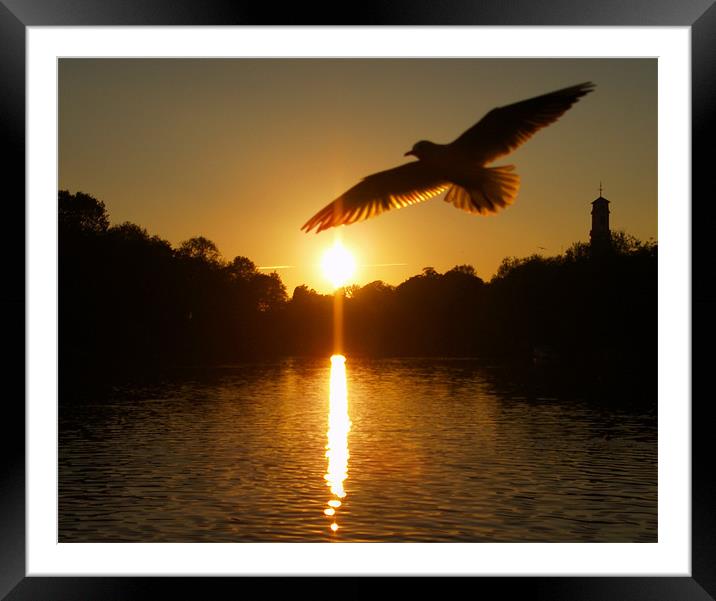 In Flight Framed Mounted Print by Tracey Whitefoot