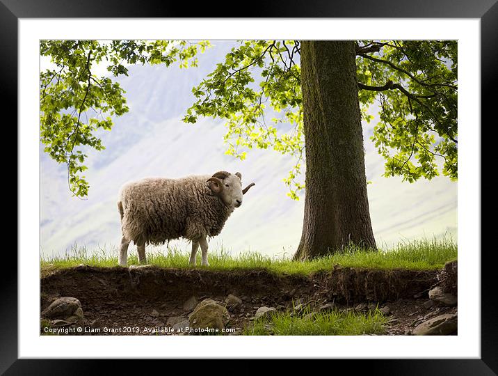 Herdwick Sheep, Lake District, Cumbria, UK in Summ Framed Mounted Print by Liam Grant