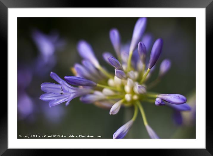 African Blue Lily (Agapanthus) growing in a garden Framed Mounted Print by Liam Grant