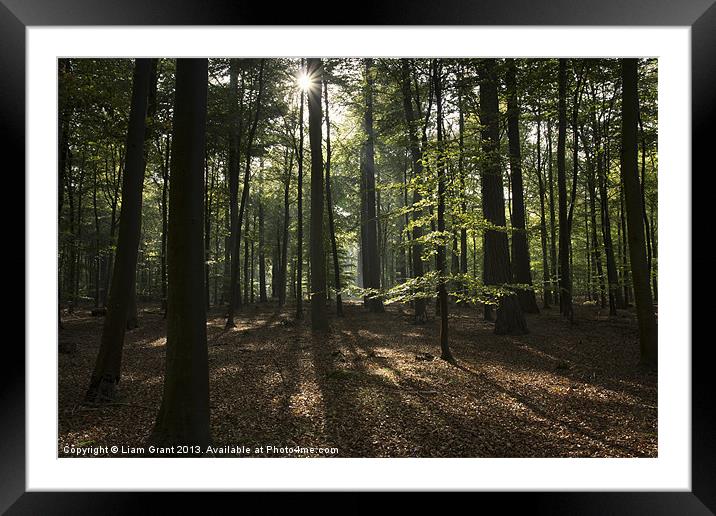 Beech woodland, Thetford, Norfolk, UK in Autumn Framed Mounted Print by Liam Grant