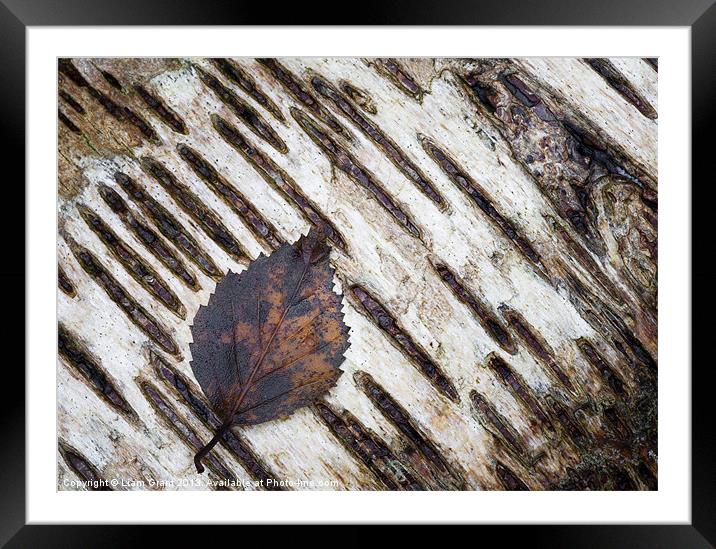 Silver Birch (Betula pendula) Norfolk, UK in Winte Framed Mounted Print by Liam Grant