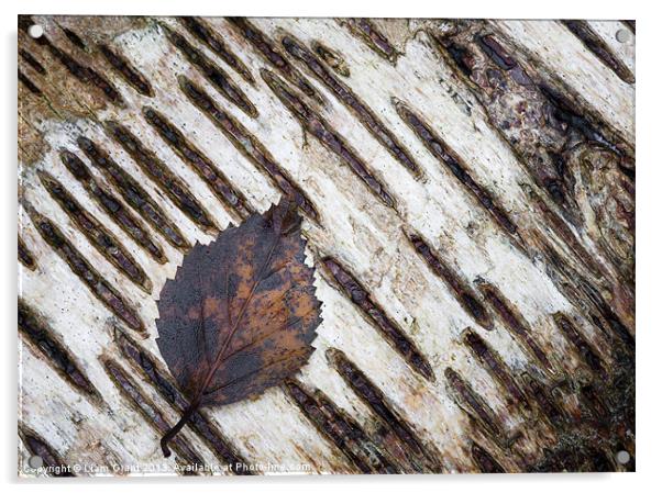 Silver Birch (Betula pendula) Norfolk, UK in Winte Acrylic by Liam Grant