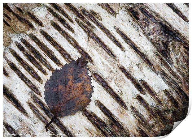 Silver Birch (Betula pendula) Norfolk, UK in Winte Print by Liam Grant