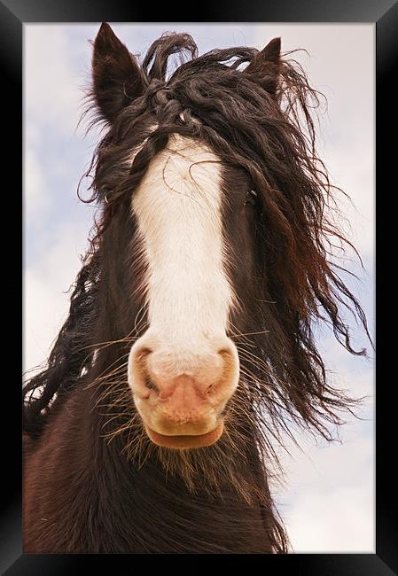 Bad Hair Day Framed Print by Dawn Cox