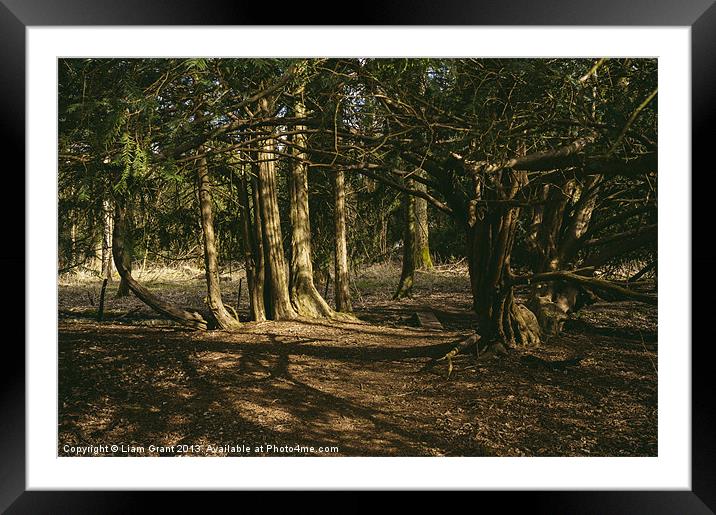 Footbridge between trees along Nar Valley Way foot Framed Mounted Print by Liam Grant