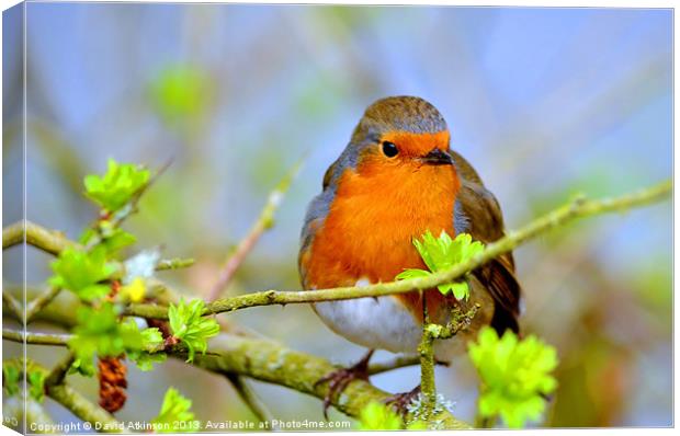 SPRINGTIME ROBIN Canvas Print by David Atkinson