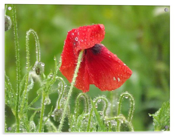 poppy in the morning dew Acrylic by Adam Carr