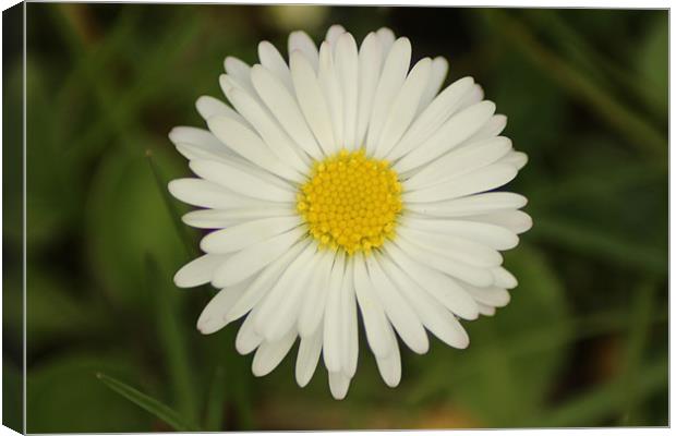 Daisy Canvas Print by Mark Cake