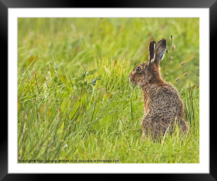 Brown Hare forever alert. Framed Mounted Print by Paul Scoullar