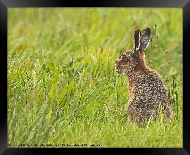 Brown Hare forever alert. Framed Print by Paul Scoullar