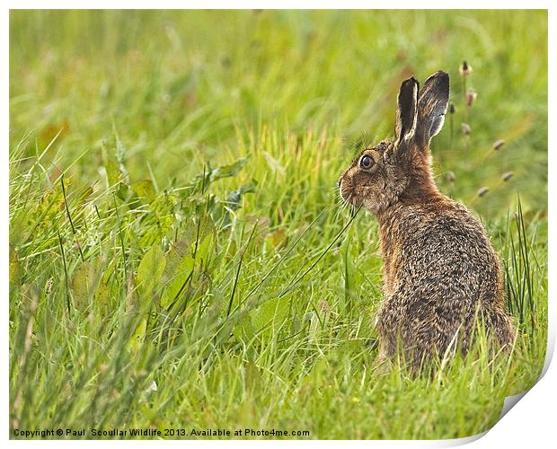 Brown Hare forever alert. Print by Paul Scoullar