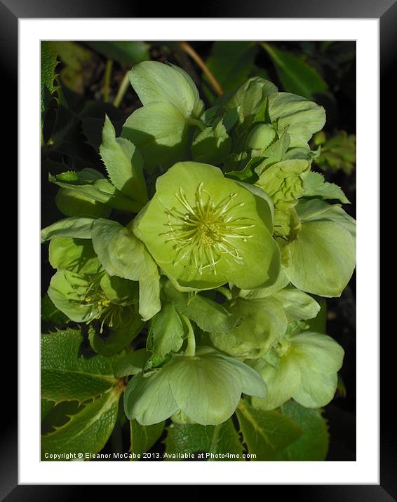 Lenten Stars! Framed Mounted Print by Eleanor McCabe