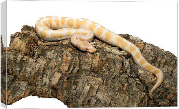 Albino royal python Canvas Print by Shaun Devenney