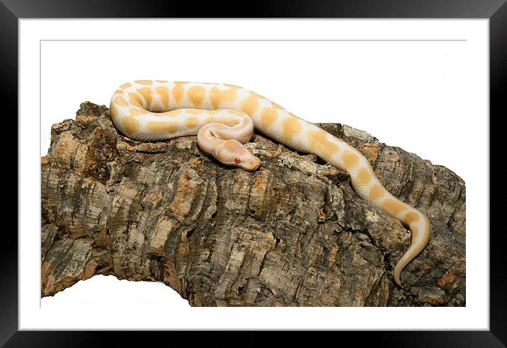 Albino royal python Framed Mounted Print by Shaun Devenney