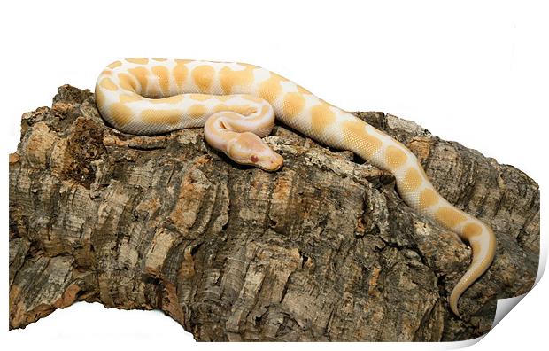 Albino royal python Print by Shaun Devenney