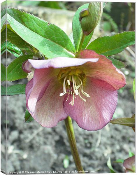 Sweet Hellebore! Canvas Print by Eleanor McCabe