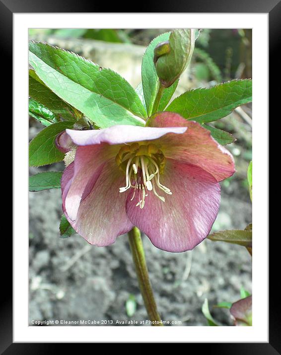 Sweet Hellebore! Framed Mounted Print by Eleanor McCabe