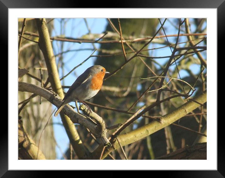 Robin Red Breast Framed Mounted Print by carin severn