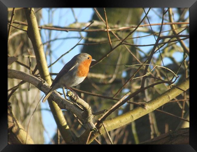 Robin Red Breast Framed Print by carin severn