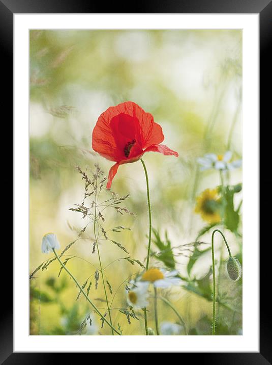 Late Summer meadow Framed Mounted Print by Dawn Cox