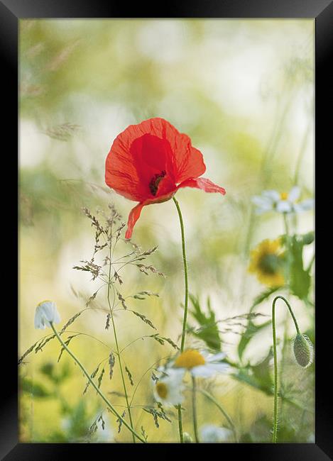Late Summer meadow Framed Print by Dawn Cox