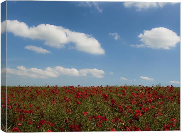 Poppy Field Canvas Print by Dawn Cox