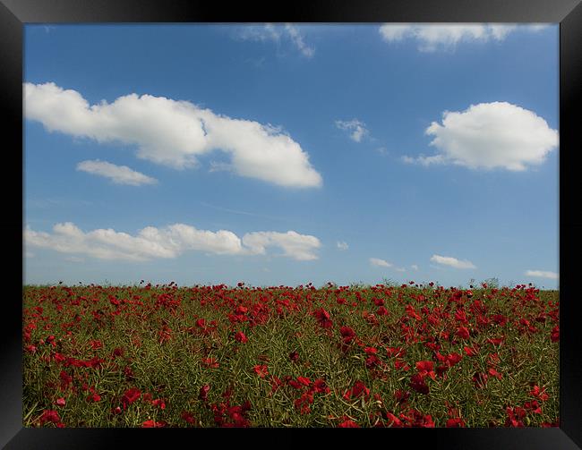 Poppy Field Framed Print by Dawn Cox