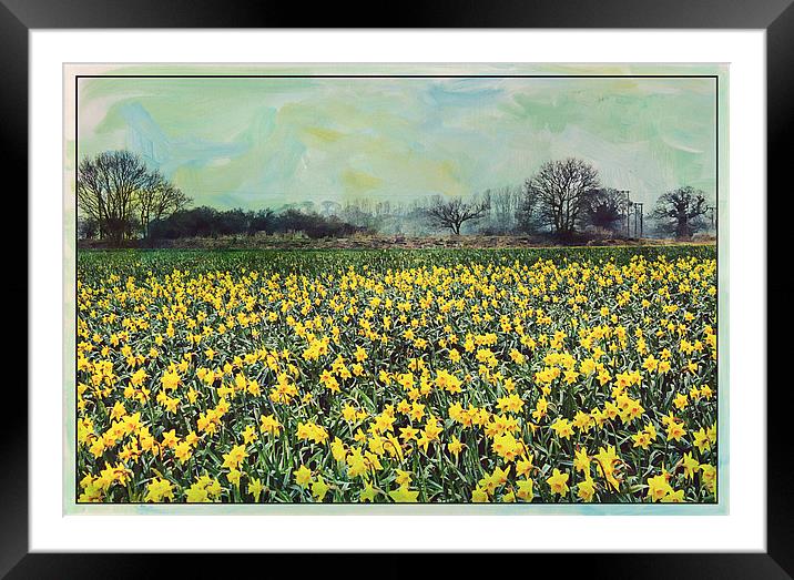 Spring Daffodil Field. Framed Mounted Print by Rosanna Zavanaiu