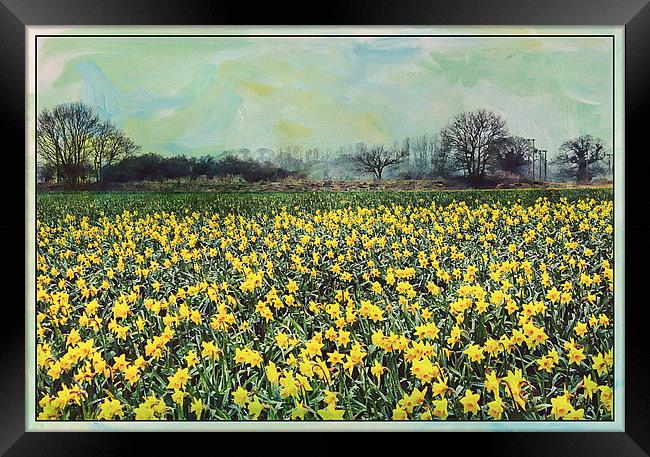 Spring Daffodil Field. Framed Print by Rosanna Zavanaiu