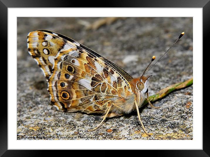 Painted Lady Resting Framed Mounted Print by Mark  F Banks