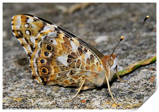 Painted Lady Resting Print by Mark  F Banks