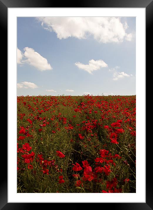 Red Carpet of Poppies Framed Mounted Print by Dawn Cox